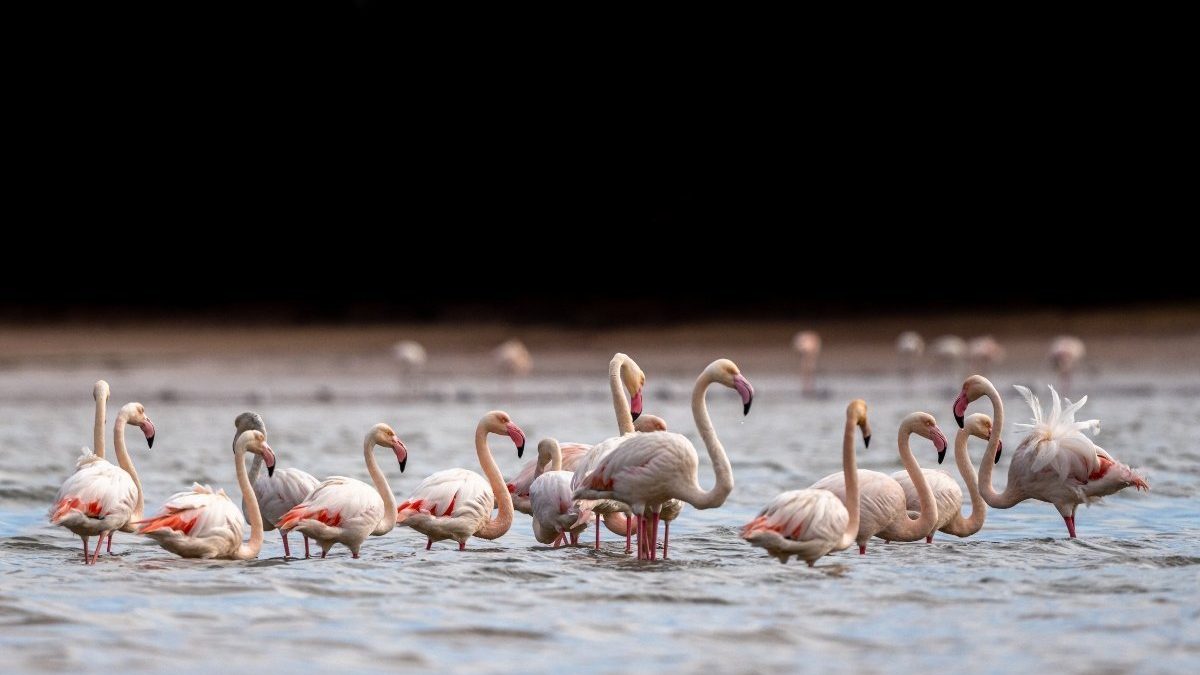 Birdwatching en Marruecos