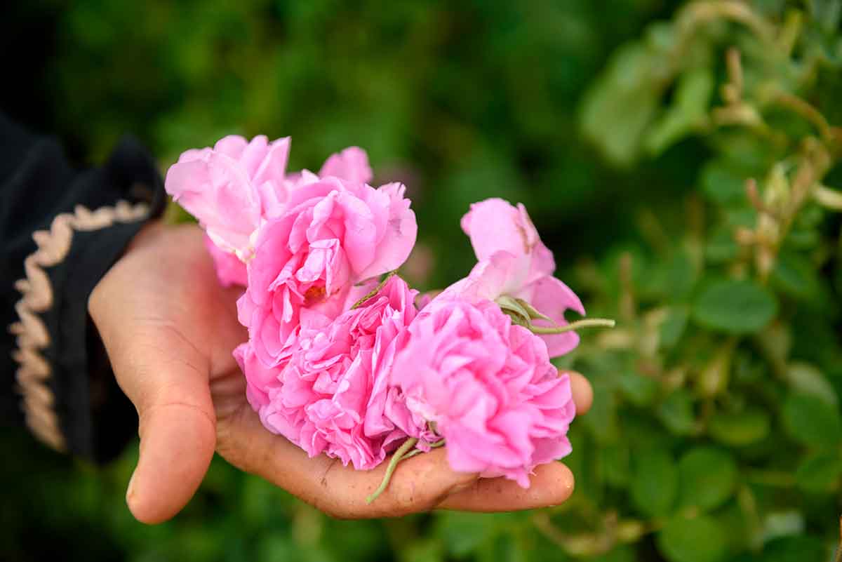 Festival de las rosas