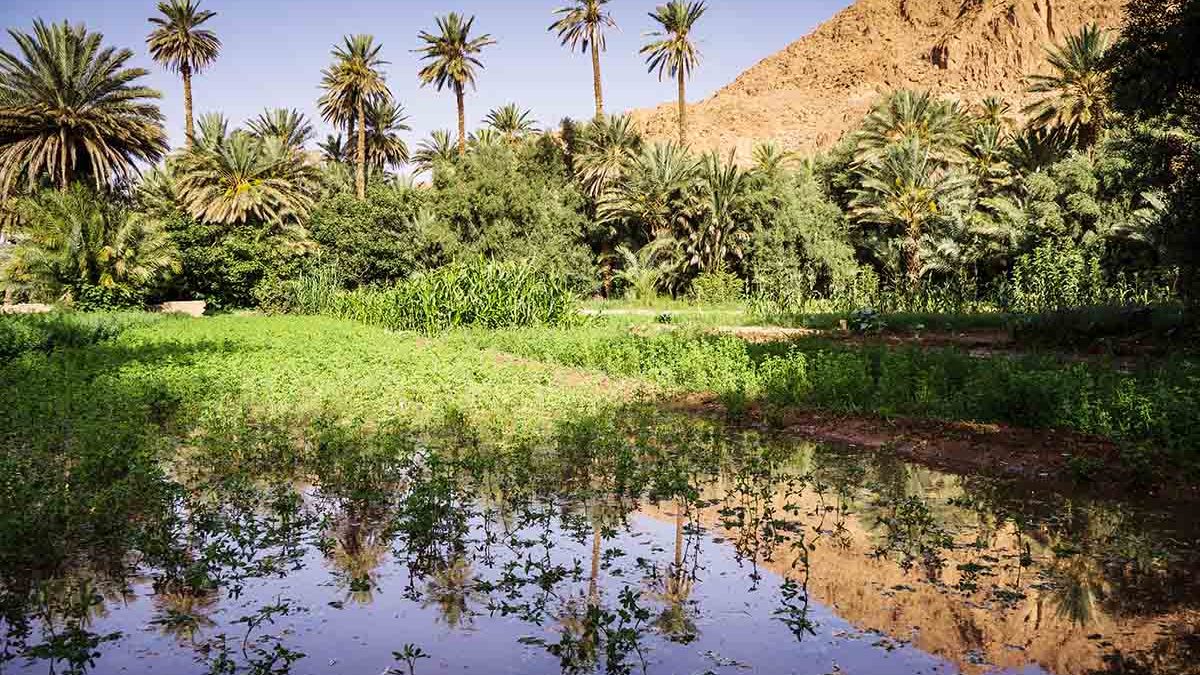 Oasis en Marruecos