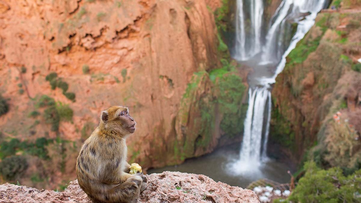 5 cosas que no sabías de los monos de Marruecos 2 Monos de Marruecos