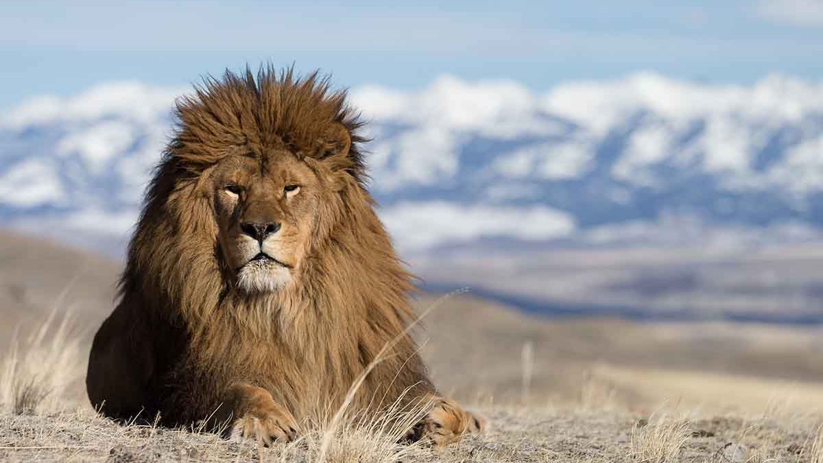 León del Atlas: cómo es y dónde 'conocerlo' 2 León del Atlas