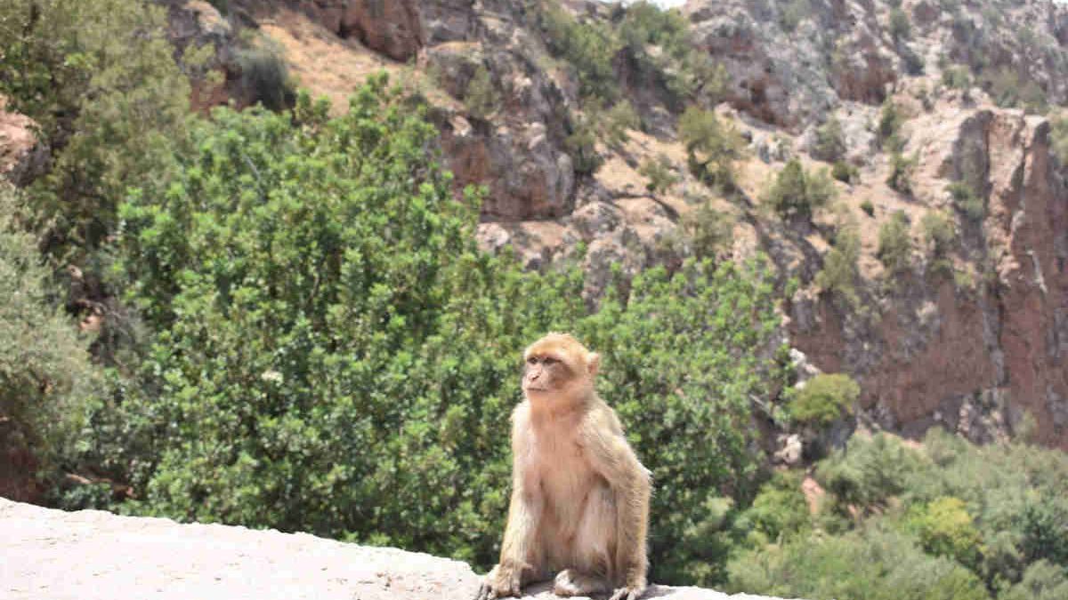 Monos de Marruecos
