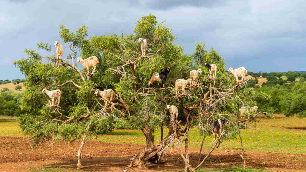 Cabras en los árboles de argán: ¿proeza natural o explotación animal? 2 Cabras en los árboles de argán