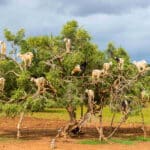 Cabras en los árboles de argán: ¿proeza natural o explotación animal? 4 Cabras en los árboles de argán