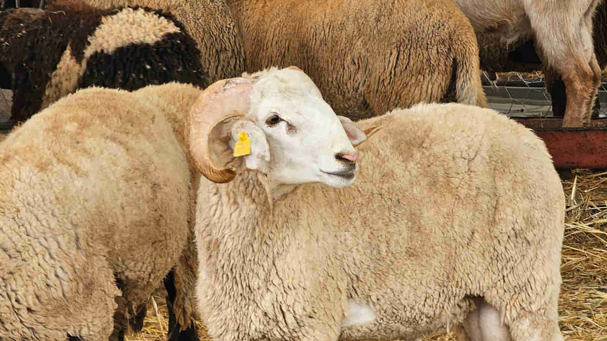 Día del Cordero en Marruecos