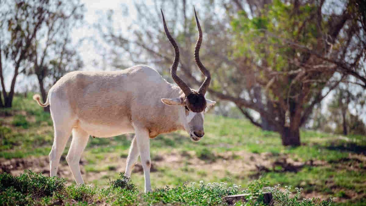 ¿Se pueden hacer safaris en Marruecos? Respondemos 2 Se pueden hacer safaris en Marruecos