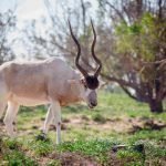 ¿Se pueden hacer safaris en Marruecos? Respondemos 3 Se pueden hacer safaris en Marruecos