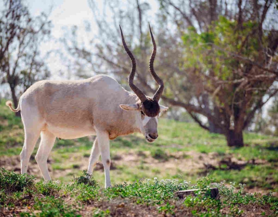 Se pueden hacer safaris en Marruecos