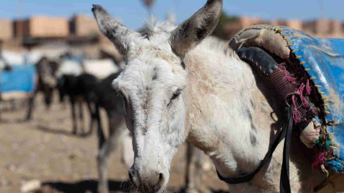 Burros en Marruecos: su situación y cómo conocerlos de cerca 2 burros en Marruecos