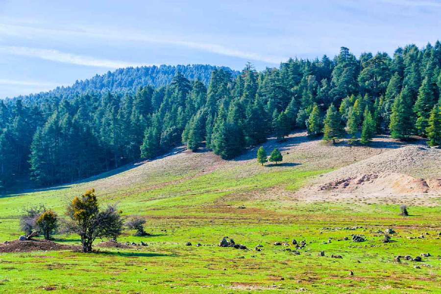 Bosques del medio atlas