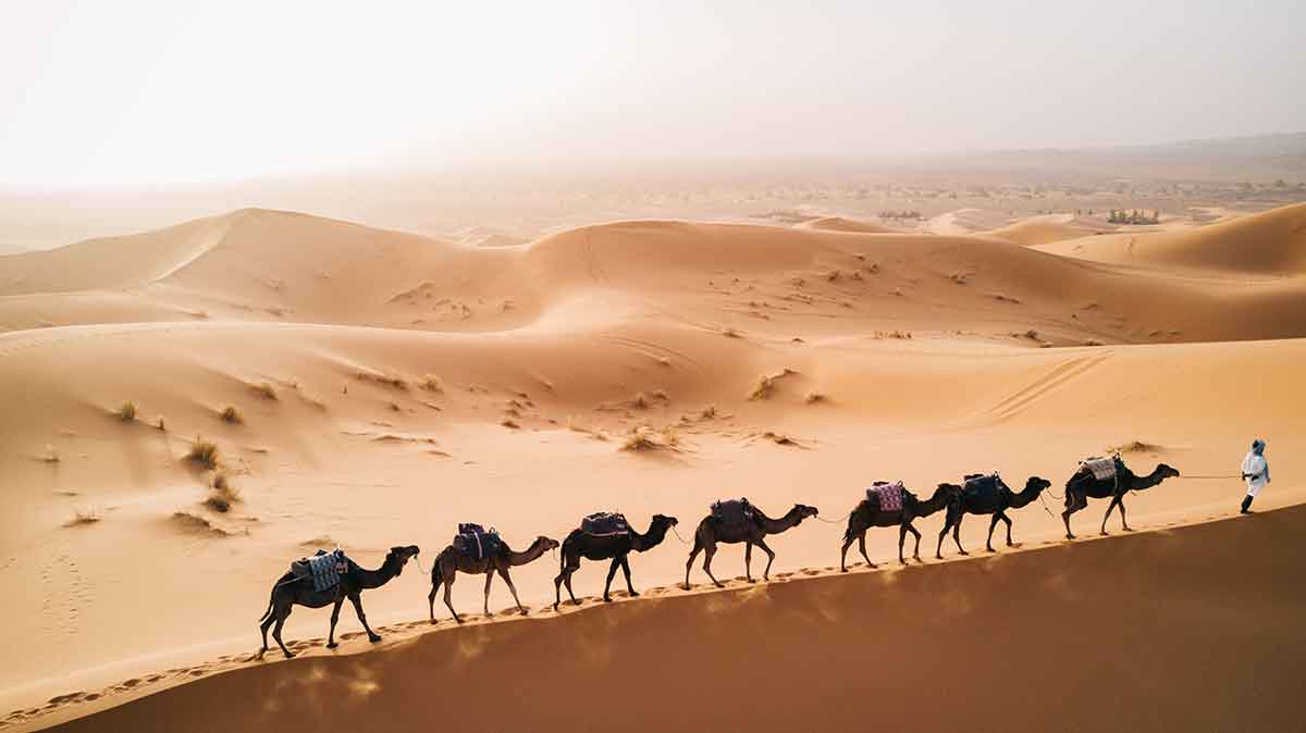 Caravana de dromedarios en el desierto de Merzouga