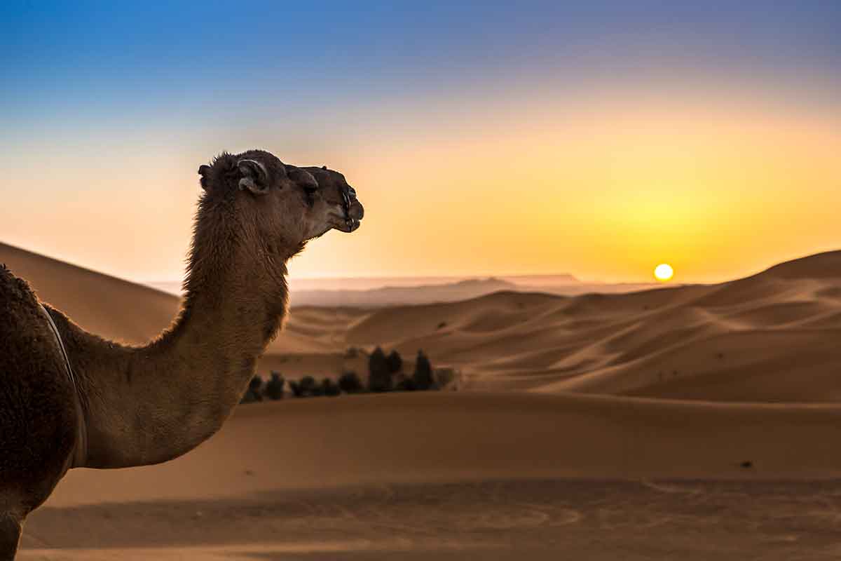 Montar en camello en el desierto