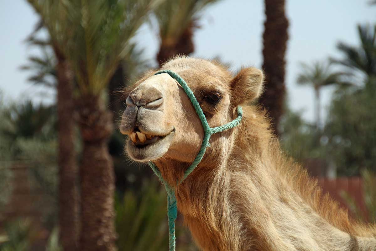 Dromedario fauna Marruecos