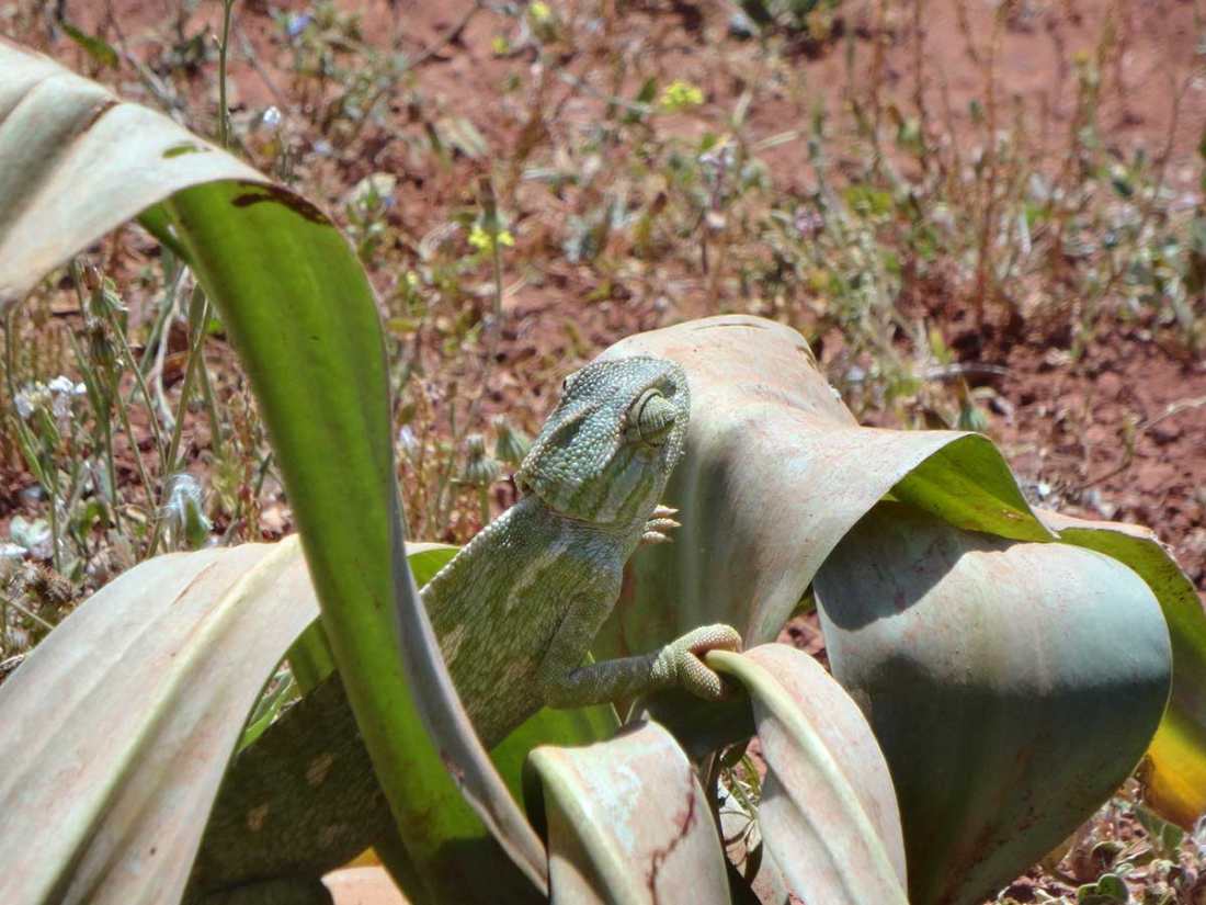 Reptiles Marruecos fauna
