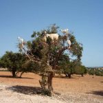 Aceite de Argán: Beneficios y usos