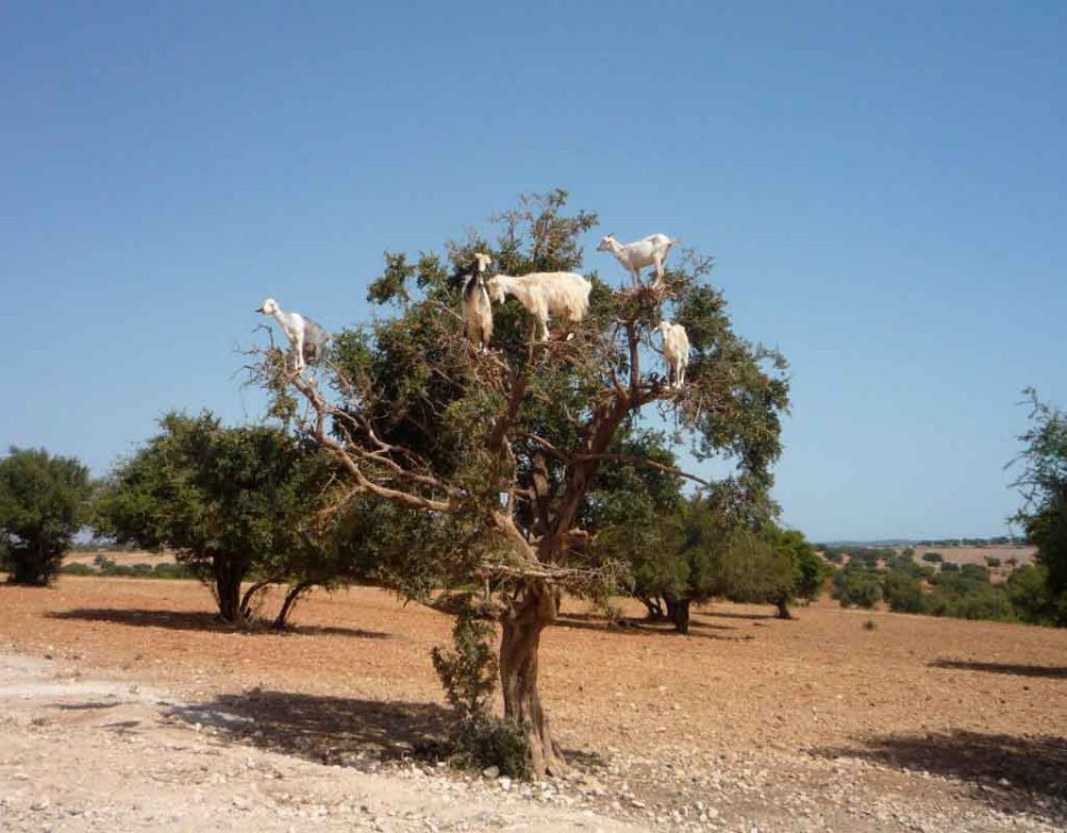 Beneficios del Aceite de Argán de Marruecos 48 Aceite de Argán: Beneficios y usos