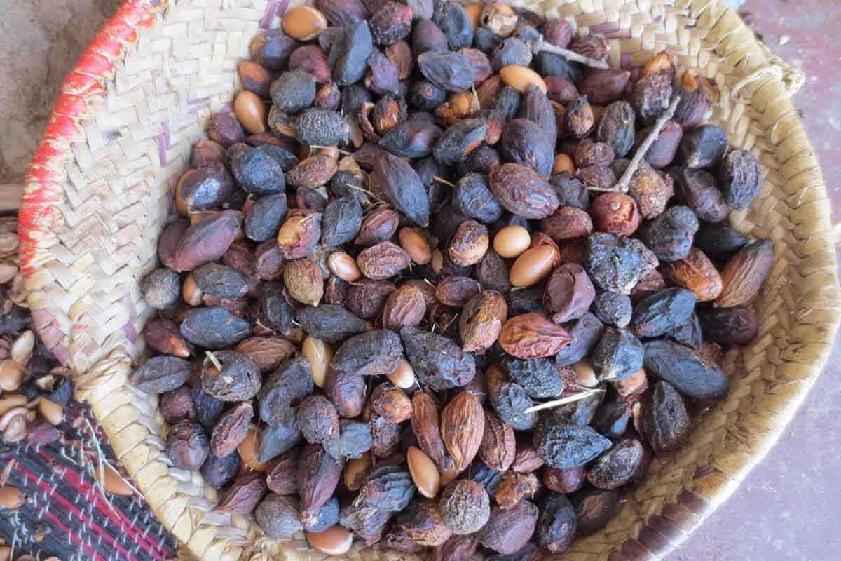 Beneficios del Aceite de Argán de Marruecos 3 Fruto de los Arboles de Argan