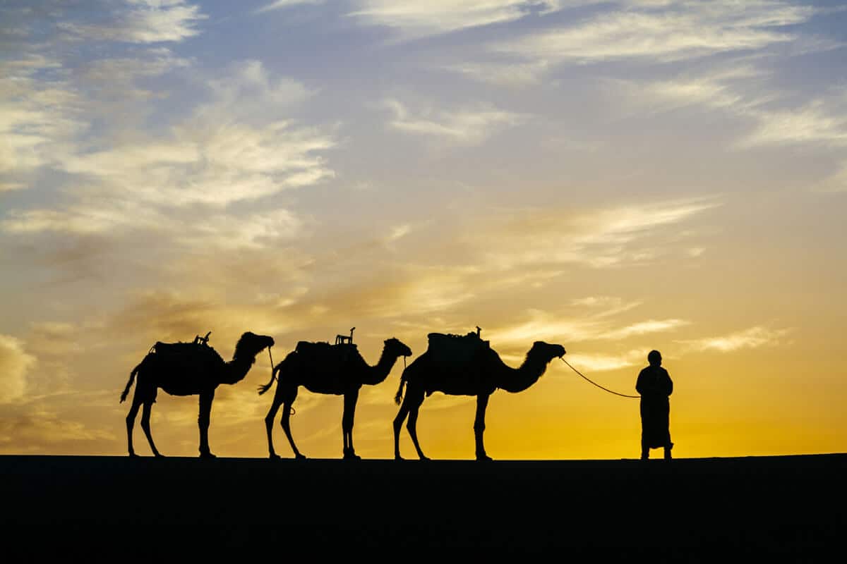 Paseo en camello por Marruecos