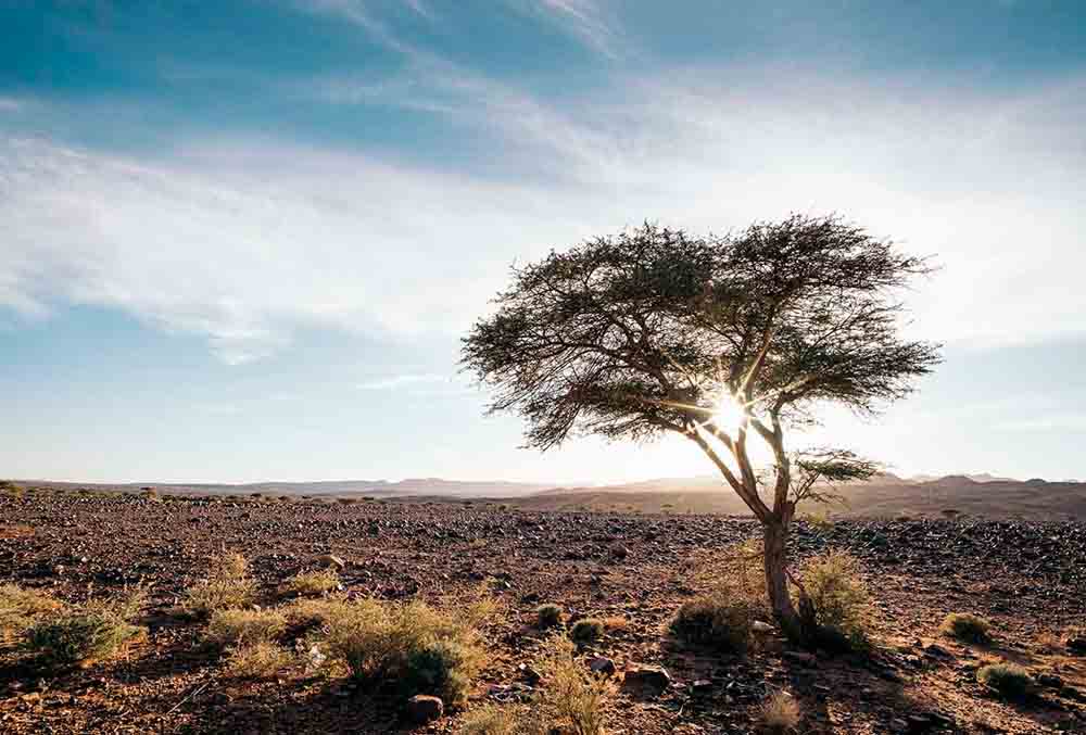 Flora-de-Marruecos-argán,-cedros,-encinas,-enebros-y-mucho-más