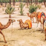 Paseo en camello Marruecos