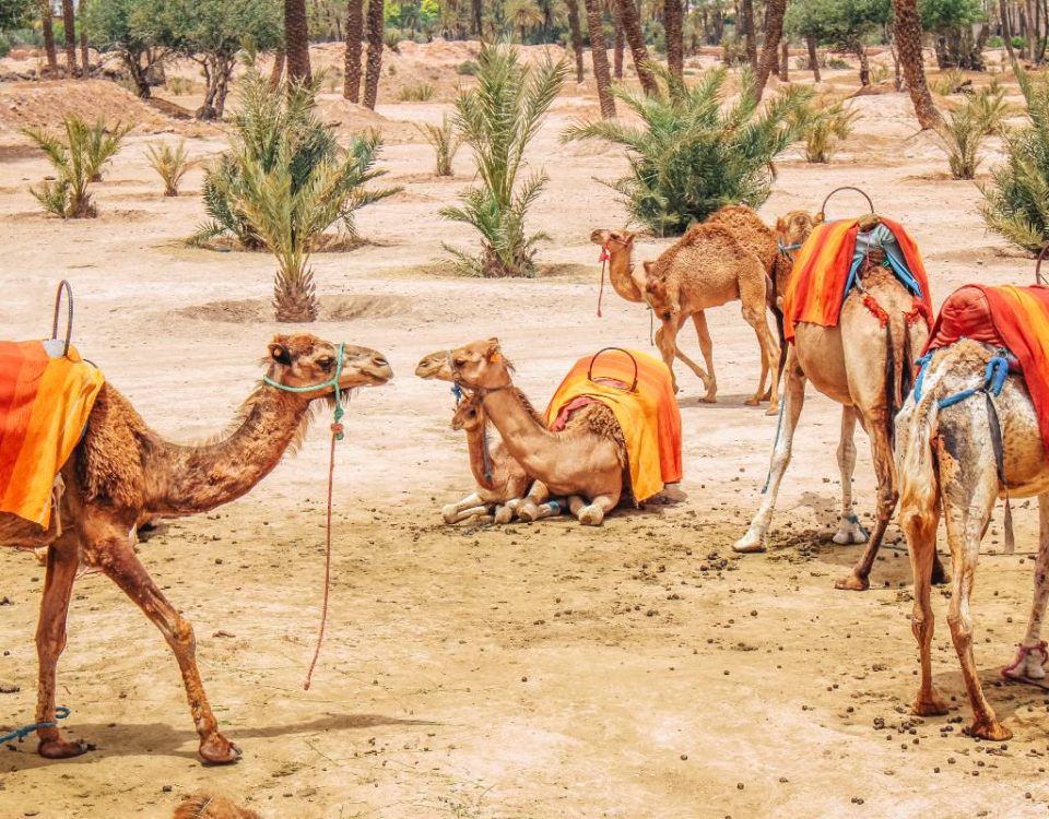 Paseo en camello Marruecos