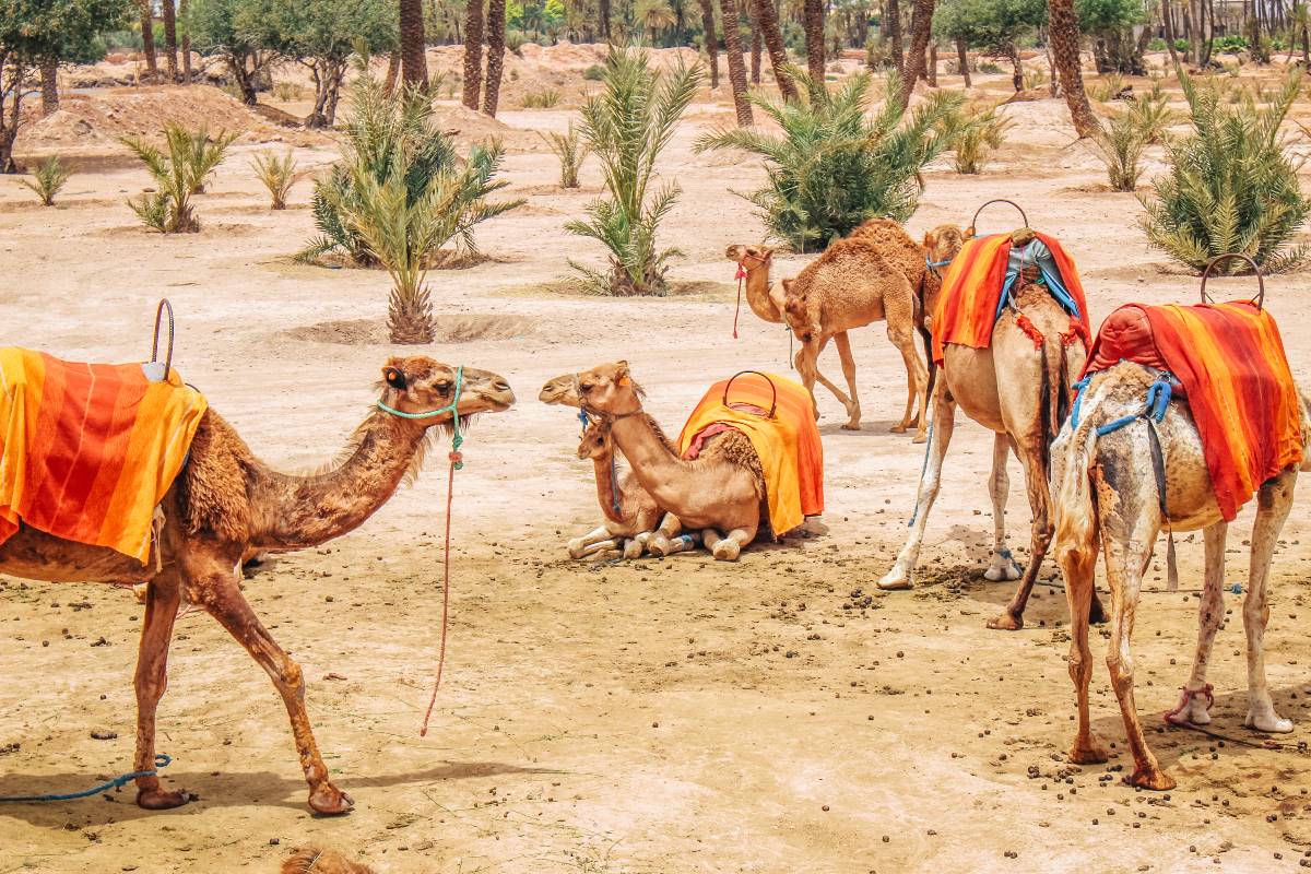 Paseos en camello por Marruecos Turismo Marruecos