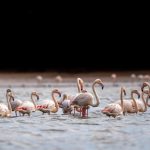 Birdwatching en Marruecos