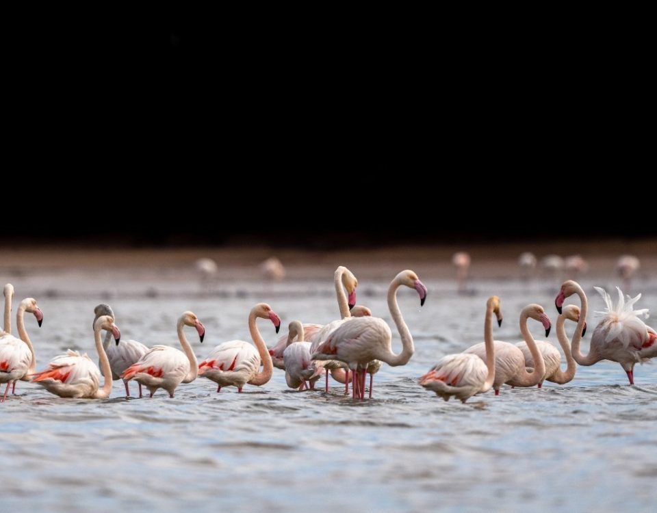 Birdwatching en Marruecos