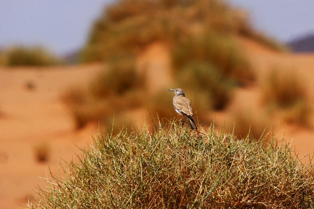 Alondra Ibis en el desierto Ouzina