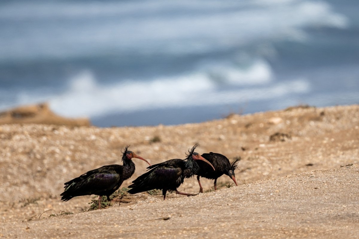 Avistamiento de aves en Marruecos