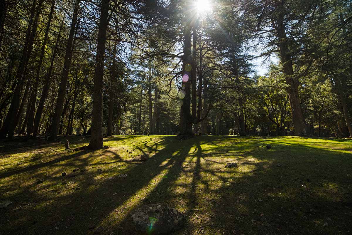 Bosque de Cedros