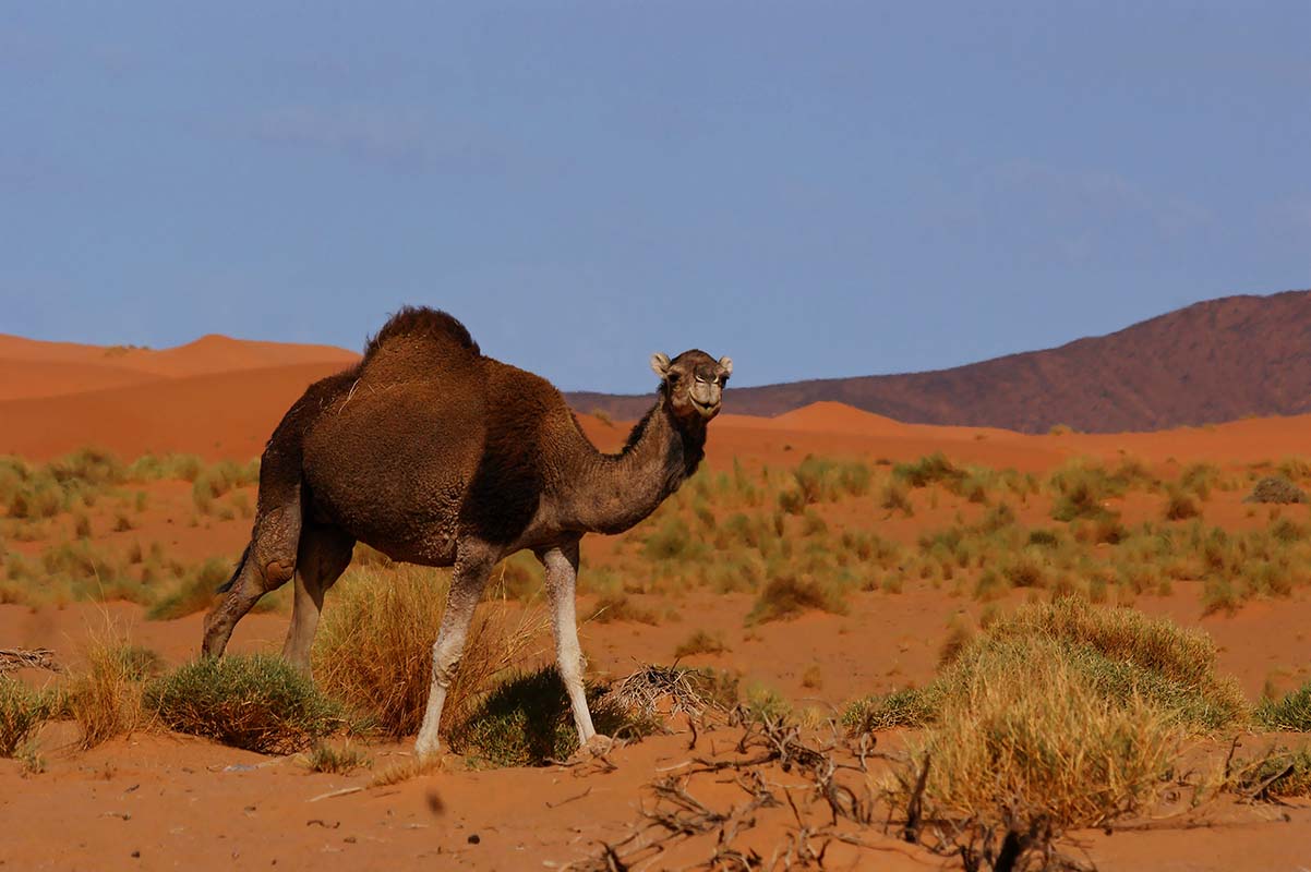 Dromedario desierto de Ouzina