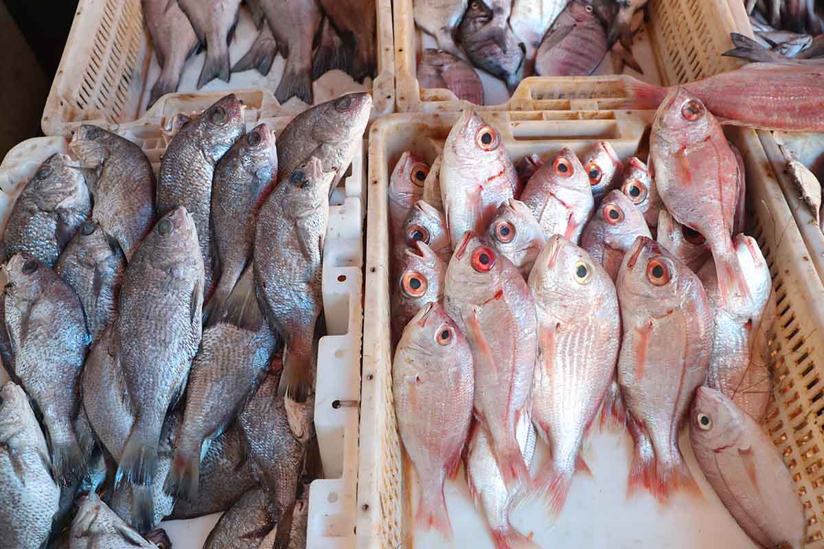 Comer pescado fresco en Moulay Bousselham