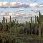cactus thiemann