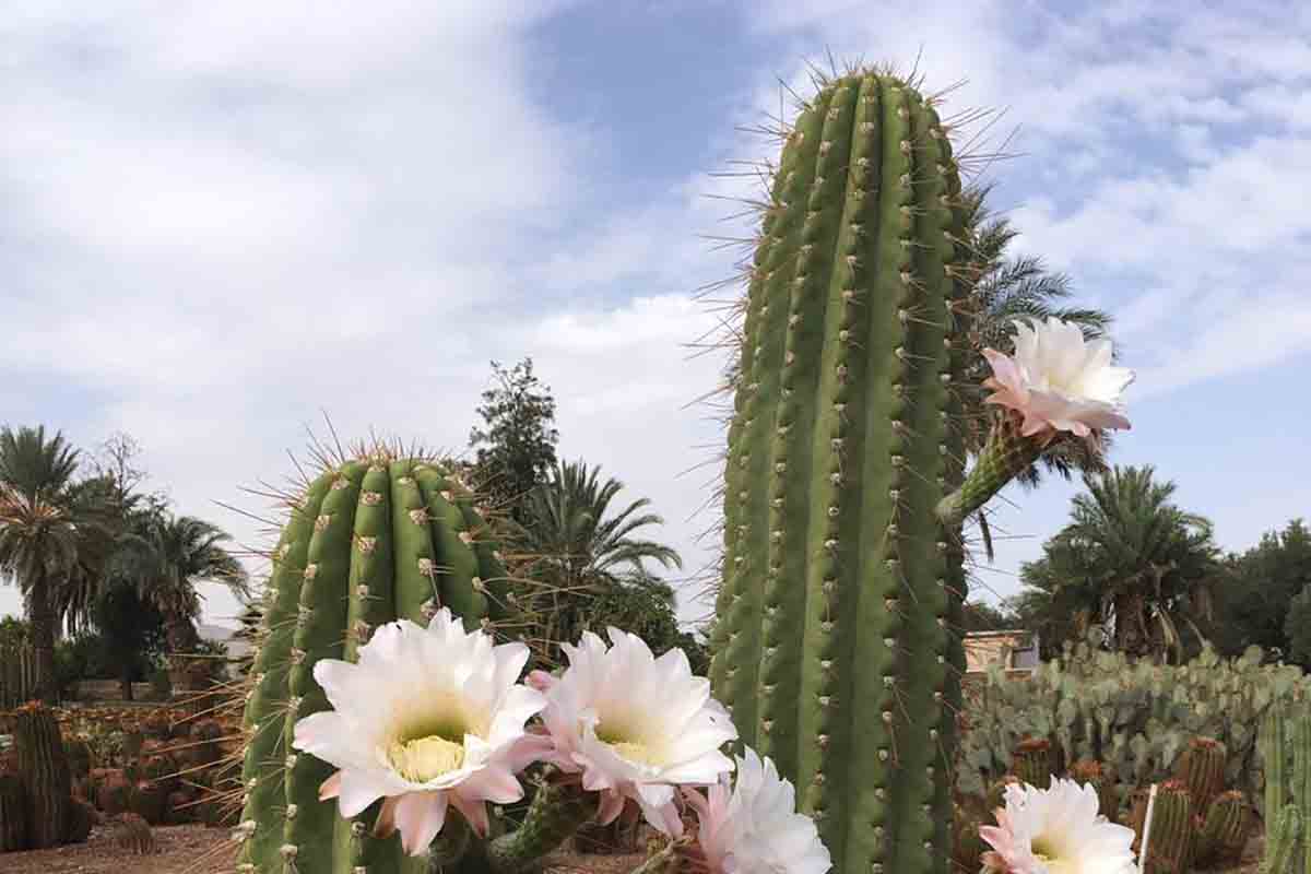 Cactus Thiemann 3 Cactus Thiemann