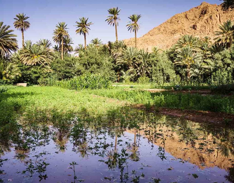 Oasis en Marruecos