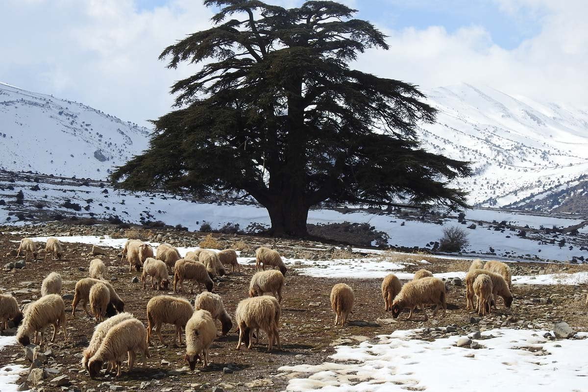 Bosque de cedros del Atlas