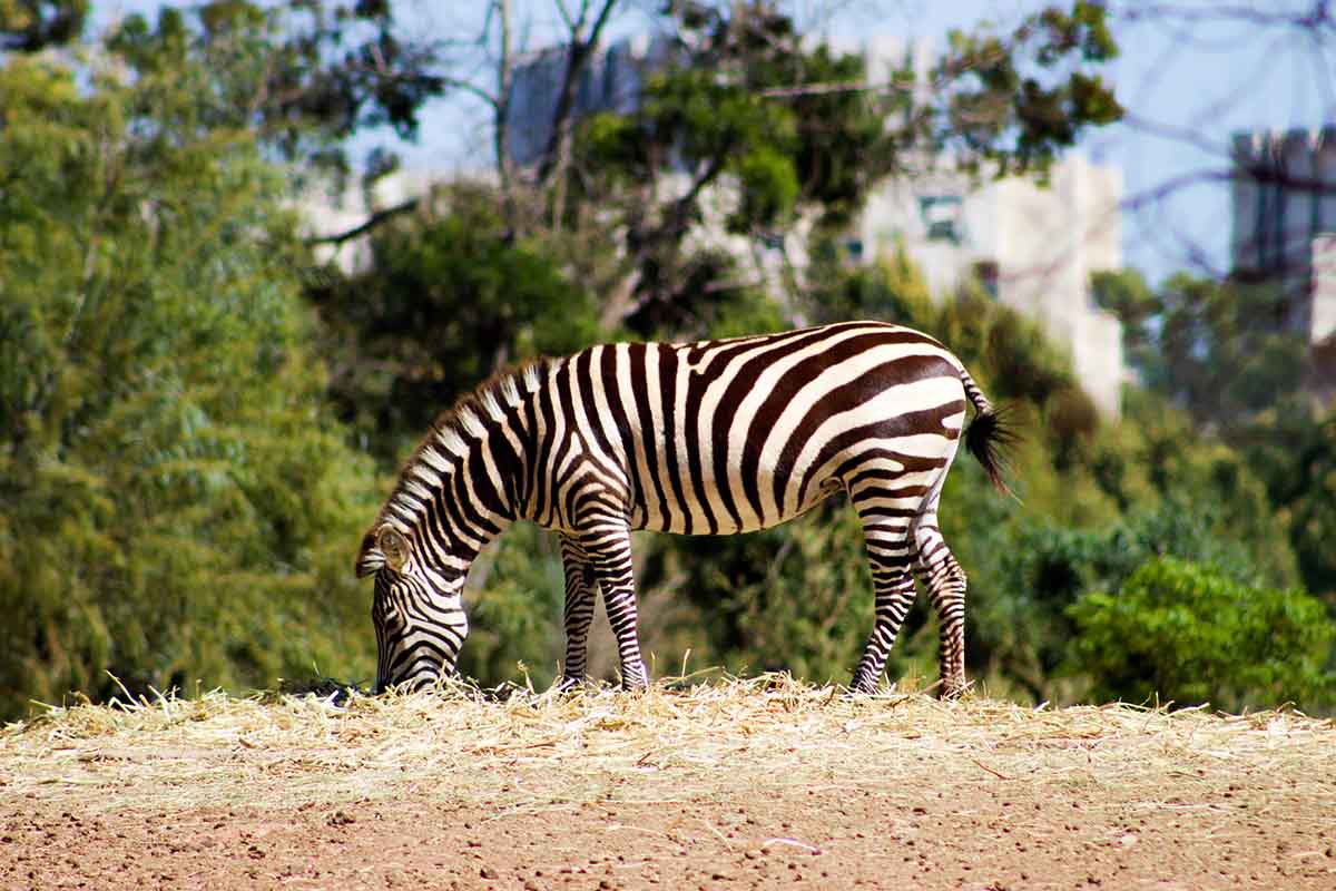 Marruecos para niños: 5 propuestas 5 Cebra Zoologico de Rabat
