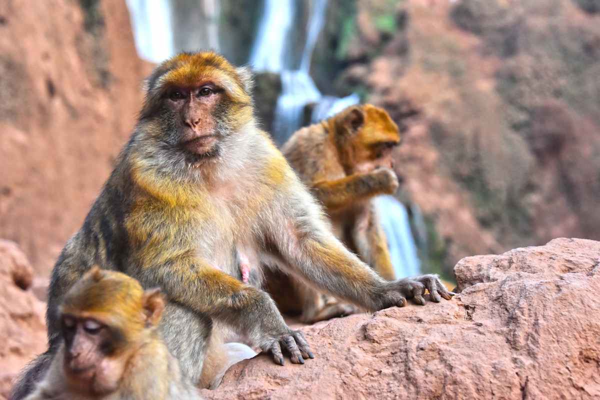 5 cosas que no sabías de los monos de Marruecos 4 Monos cascadas de Ouzoud