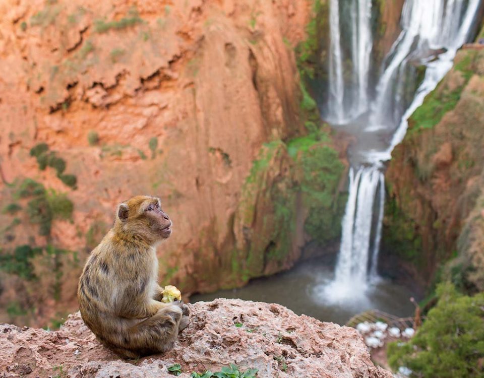 Monos de Marruecos