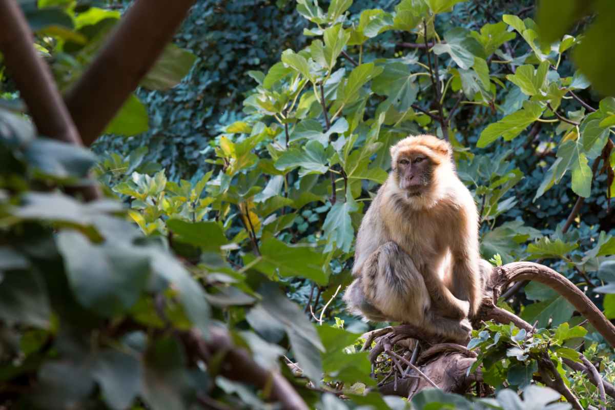 5 cosas que no sabías de los monos de Marruecos 5 Monos del atlas en Marruecos