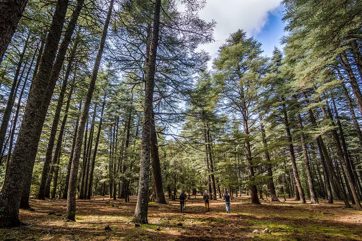 León del Atlas: cómo es y dónde 'conocerlo' 4 Bosques del Atlas