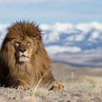 León del Atlas