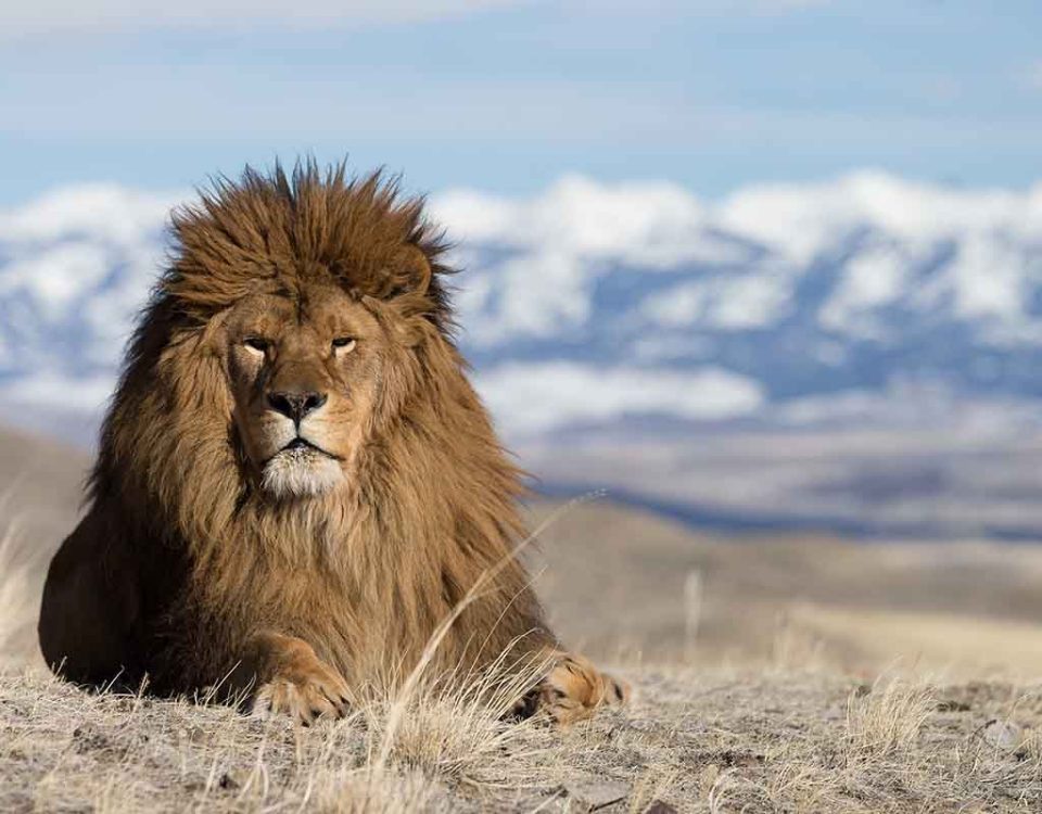 León del Atlas