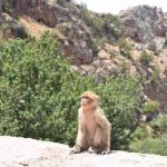 Monos de Marruecos