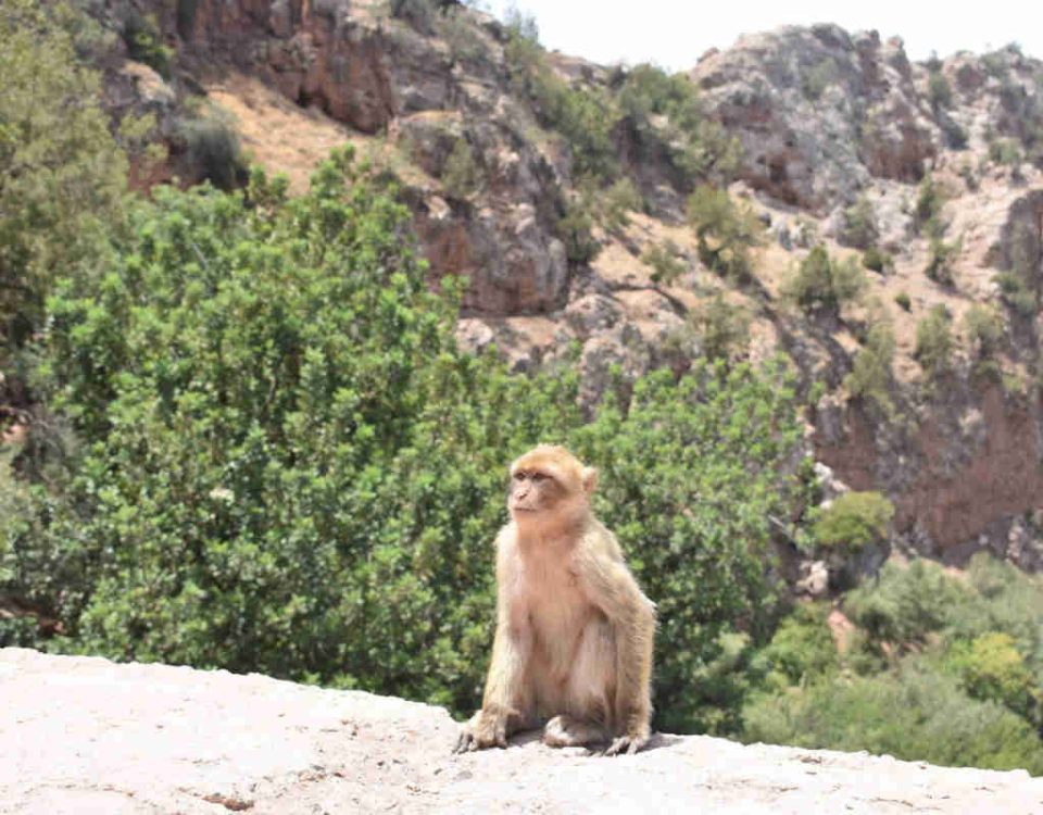 Monos de Marruecos