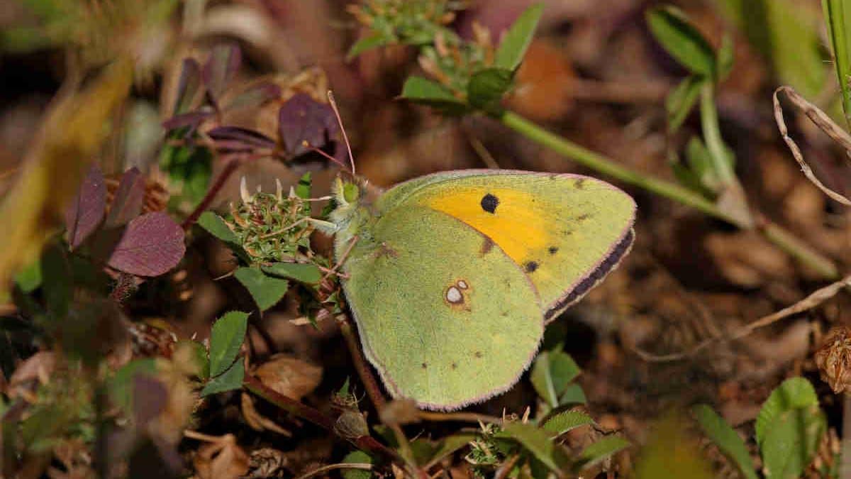 Avistamiento de mariposas en el Atlas