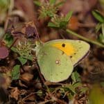 Avistamiento de mariposas en el Atlas