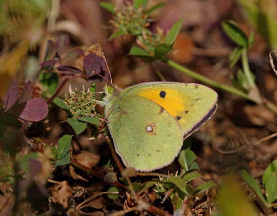 Avistamiento de mariposas en el Atlas