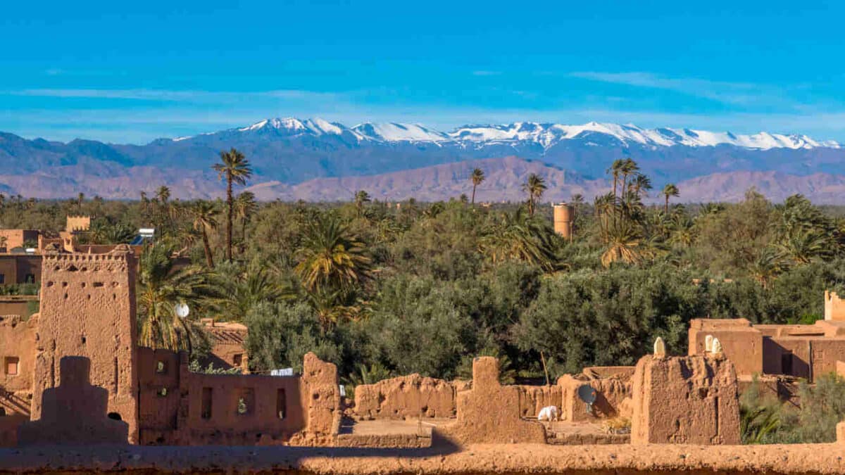 Oasis de las 1000 palmeras